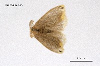 藏品(褐黃毒蛾)的圖片